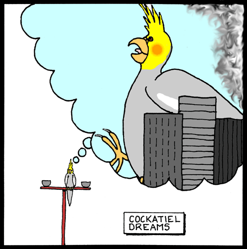 Cockatiel dreams